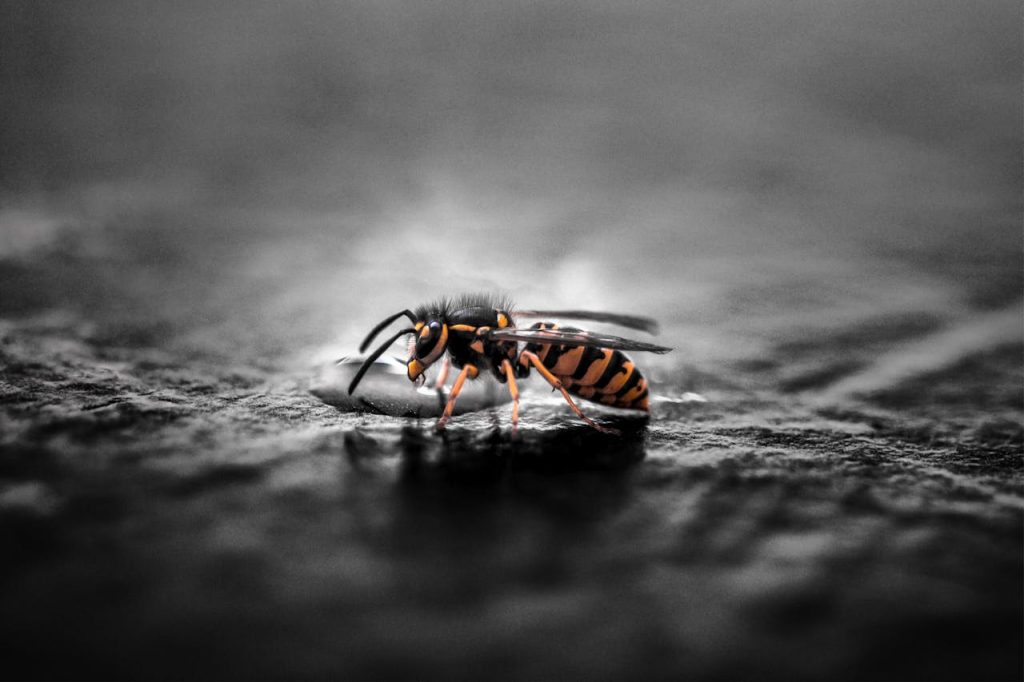 wespen bestrijden Utrecht wespen bestrijden Utrecht