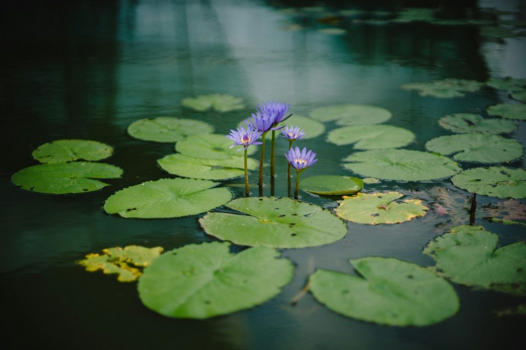 zuurstofplanten vijver zuurstofplanten vijver