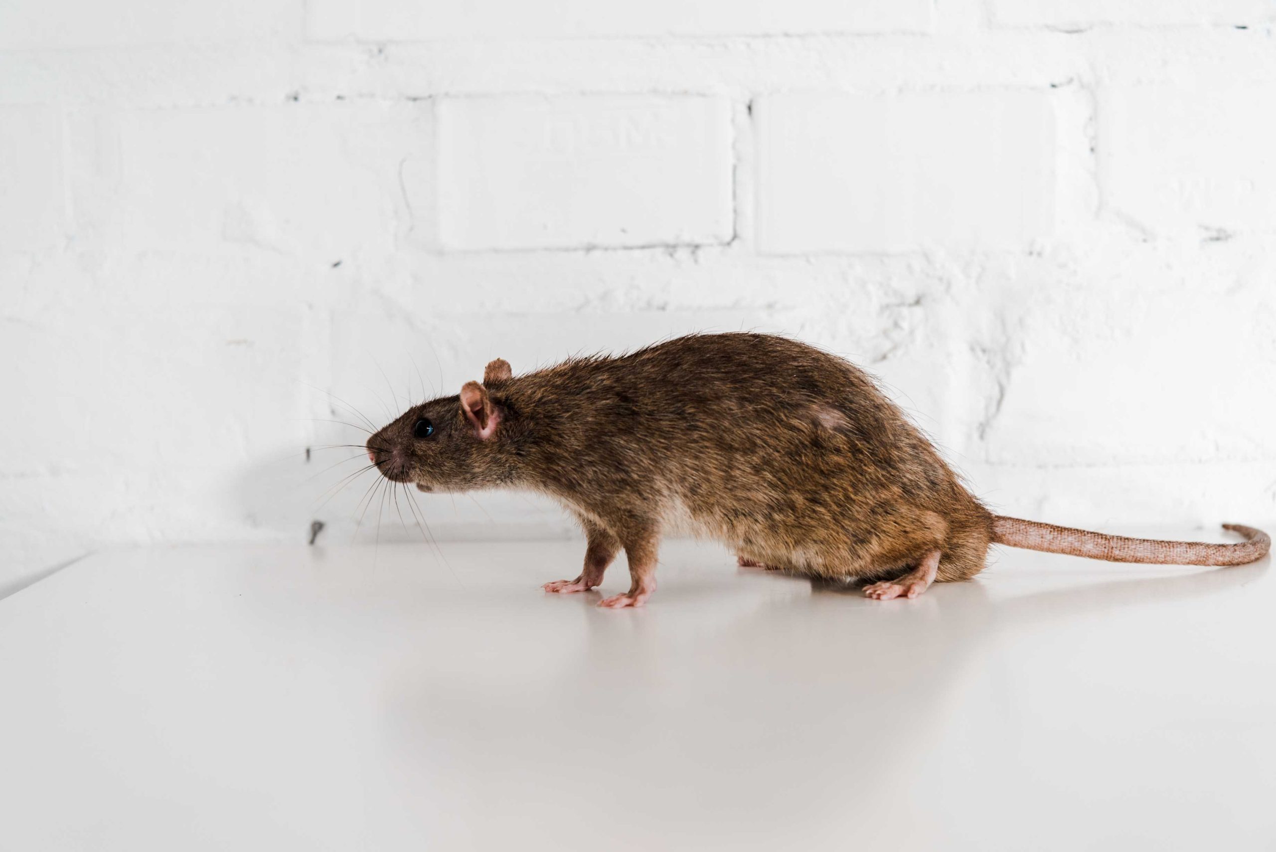 ratten bestrijden