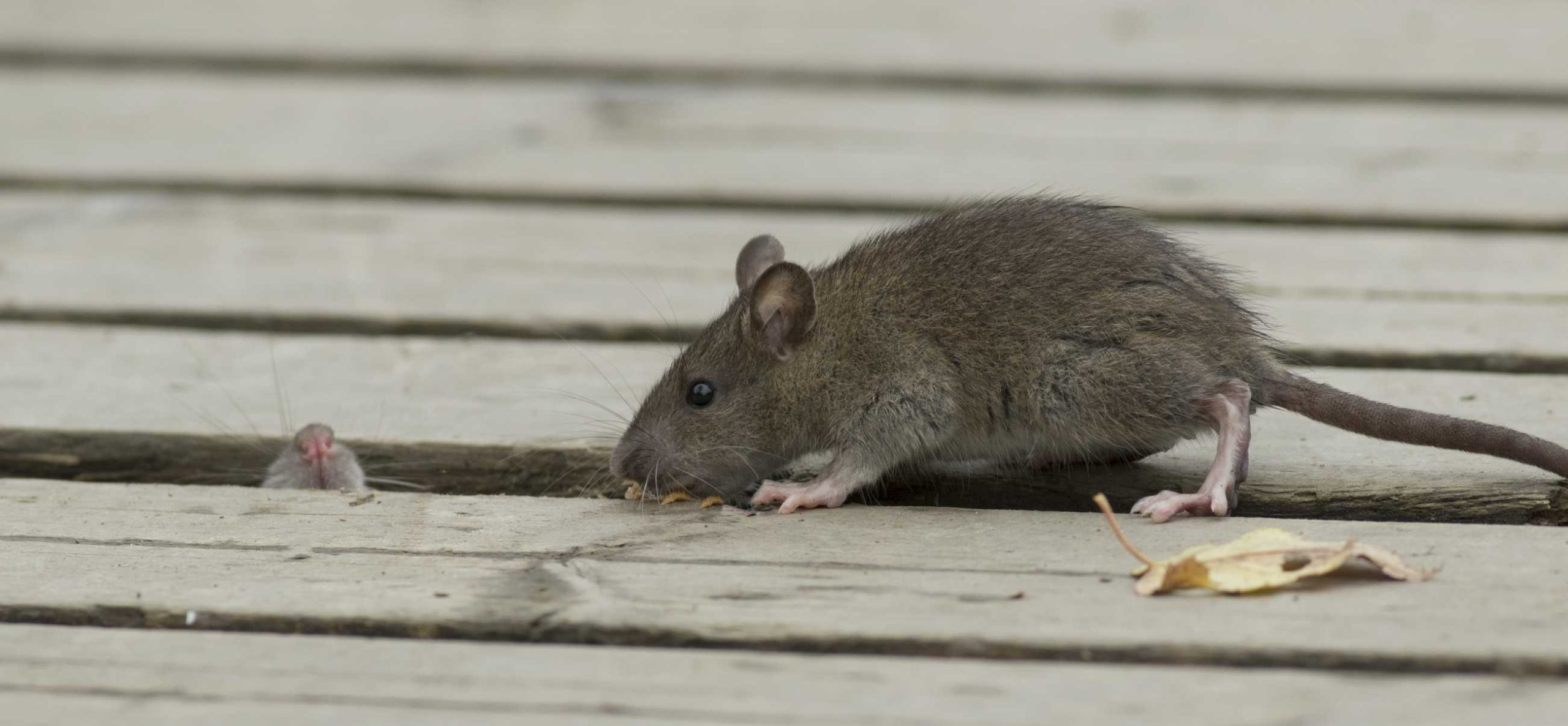 ratten bestrijden ratten bestrijden