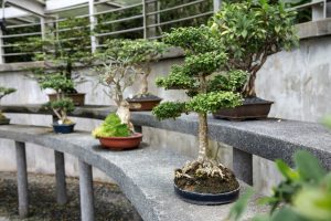 minitree.nl