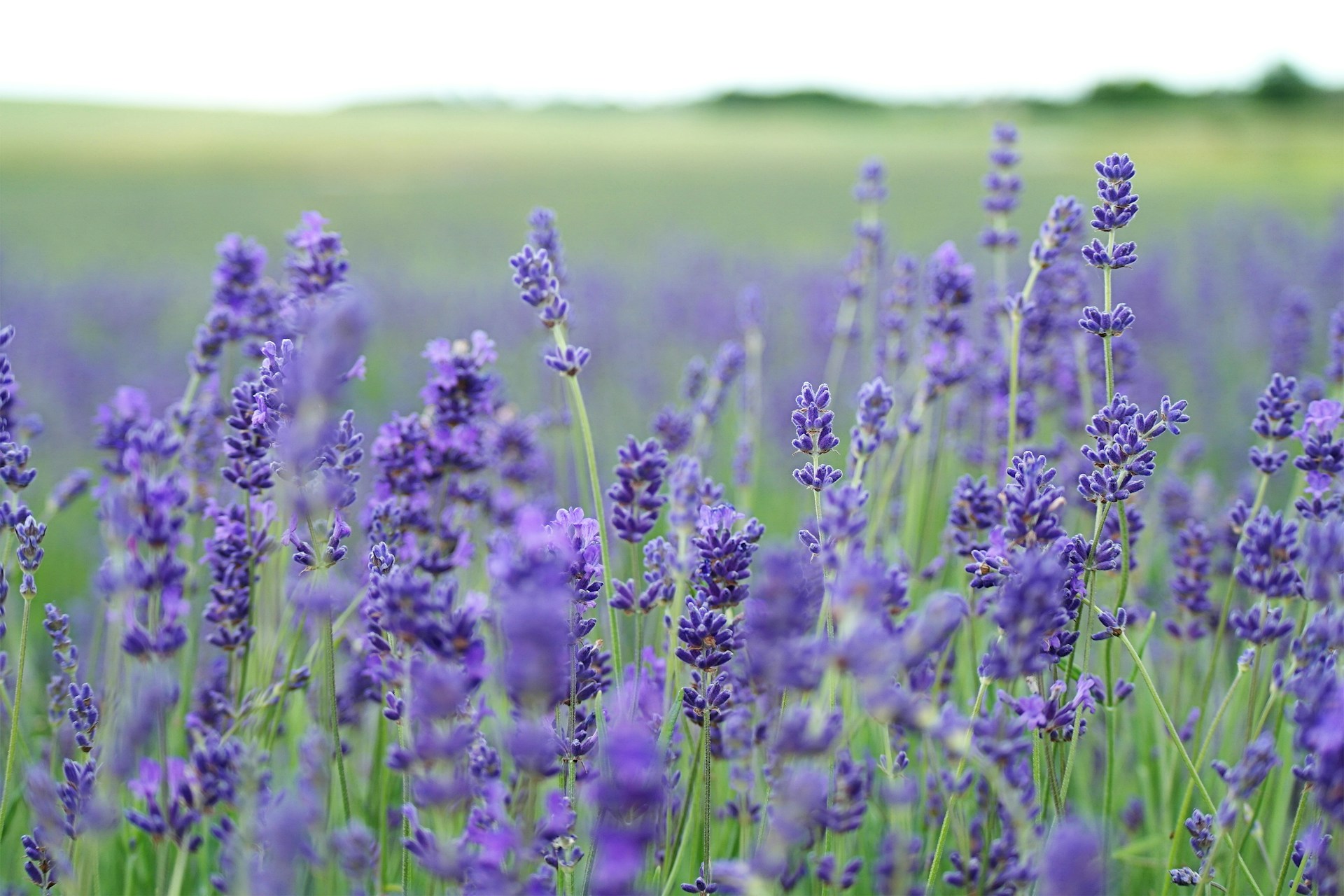 Lavendel webshop
