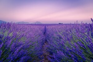 Lavendel webshop
