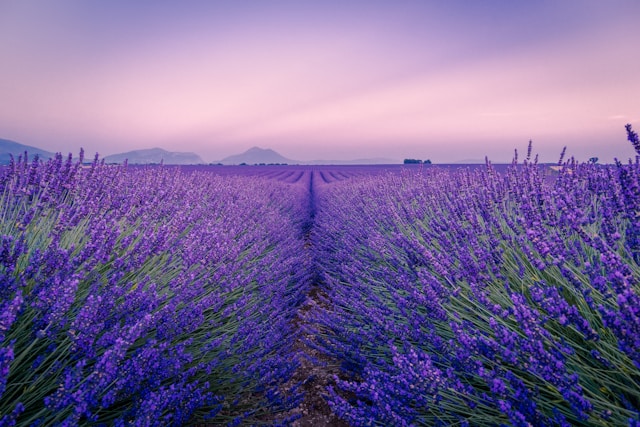 Lavendel webshop